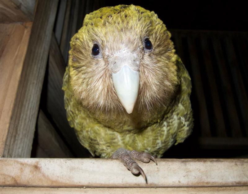 Suýt tuyệt chủng vì thật thà và... lười đẻ, vẹt Kakapo thành công sống sót nhờ bí quyết này Suýt tuyệt chủng vì thật thà và... lười đẻ, vẹt Kakapo thành công sống sót nhờ bí quyết này