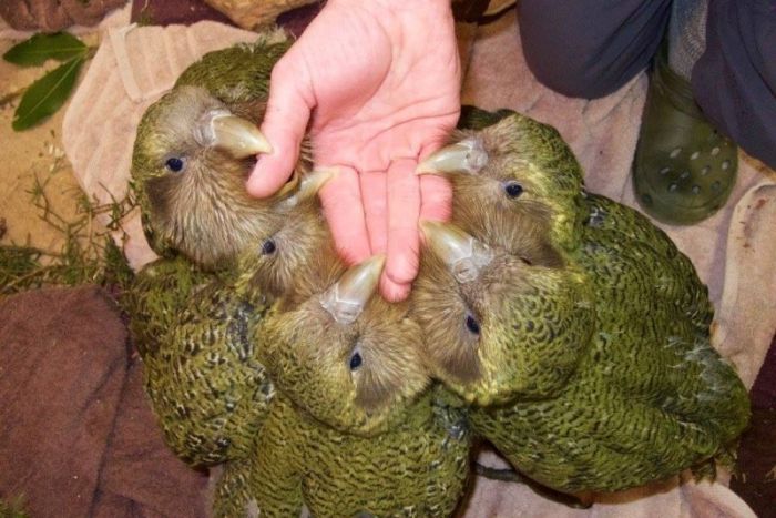 Suýt tuyệt chủng vì thật thà và... lười đẻ, vẹt Kakapo thành công sống sót nhờ bí quyết này Suýt tuyệt chủng vì thật thà và... lười đẻ, vẹt Kakapo thành công sống sót nhờ bí quyết này