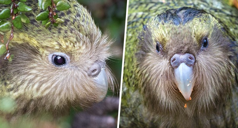 Suýt tuyệt chủng vì thật thà và... lười đẻ, vẹt Kakapo thành công sống sót nhờ bí quyết này Suýt tuyệt chủng vì thật thà và... lười đẻ, vẹt Kakapo thành công sống sót nhờ bí quyết này