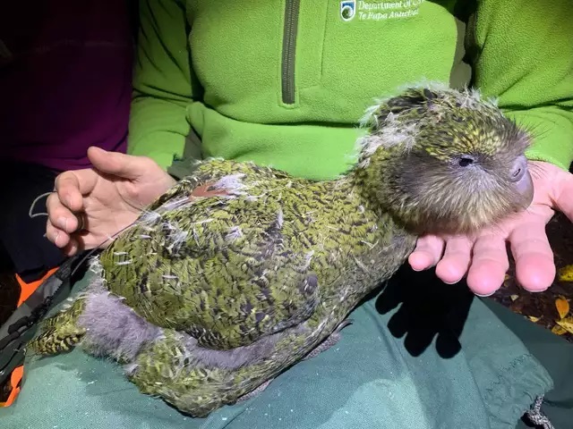 Suýt tuyệt chủng vì thật thà và... lười đẻ, vẹt Kakapo thành công sống sót nhờ bí quyết này Suýt tuyệt chủng vì thật thà và... lười đẻ, vẹt Kakapo thành công sống sót nhờ bí quyết này