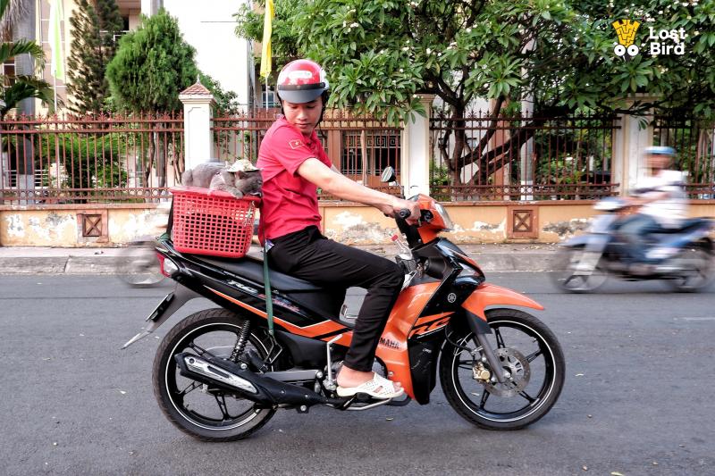 Dạo phố với Tèo - Em mèo 'nhà người ta' biết phụ chủ chạy xe ôm kiếm tiền mua cá Dạo phố với Tèo - Em mèo 'nhà người ta' biết phụ chủ chạy xe ôm kiếm tiền mua cá