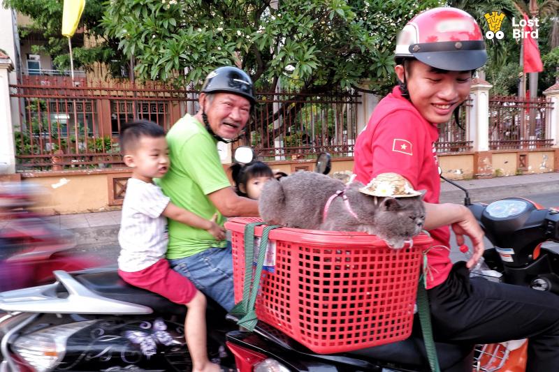 Dạo phố với Tèo - Em mèo 'nhà người ta' biết phụ chủ chạy xe ôm kiếm tiền mua cá Dạo phố với Tèo - Em mèo 'nhà người ta' biết phụ chủ chạy xe ôm kiếm tiền mua cá