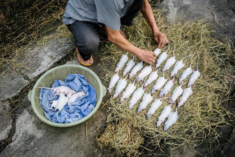 Theo chân nhiếp ảnh gia người Anh tìm hiểu văn hóa ăn thịt chuột lắm sự lạ lùng của Việt Nam Theo chân nhiếp ảnh gia người Anh tìm hiểu văn hóa ăn thịt chuột lắm sự lạ lùng của Việt Nam
