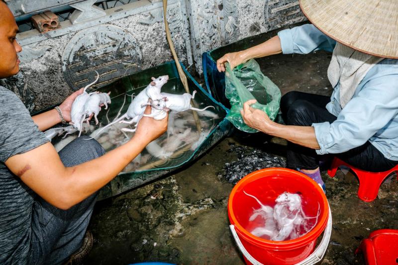Theo chân nhiếp ảnh gia người Anh tìm hiểu văn hóa ăn thịt chuột lắm sự lạ lùng của Việt Nam Theo chân nhiếp ảnh gia người Anh tìm hiểu văn hóa ăn thịt chuột lắm sự lạ lùng của Việt Nam