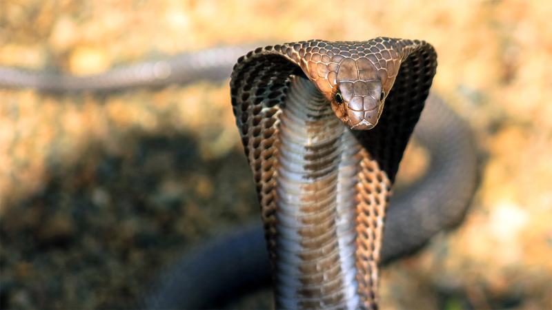 Bắt được 'rắn hổ mây' quý hiếm ở Việt Nam, thực hư về loài rắn huyền thoại này như thế nào?