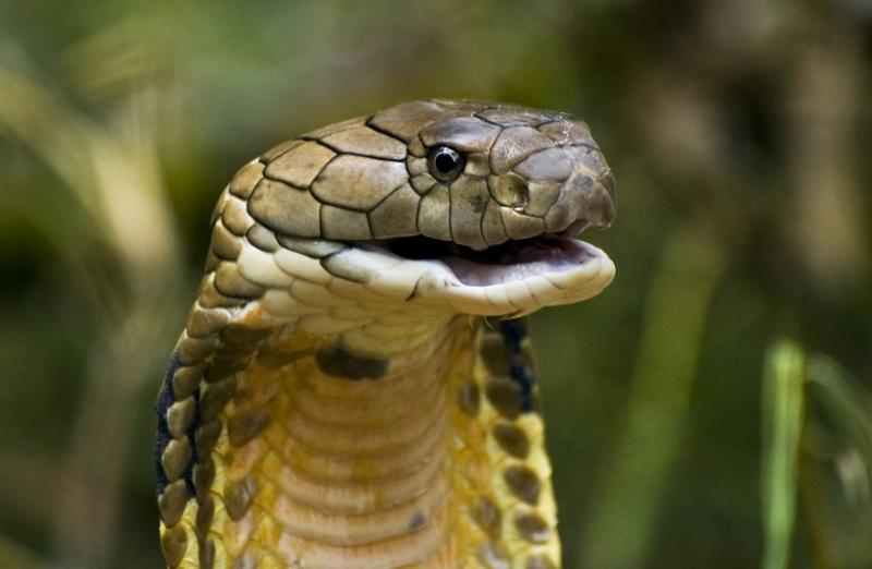 Bắt được 'rắn hổ mây' quý hiếm ở Việt Nam, thực hư về loài rắn huyền thoại này như thế nào?