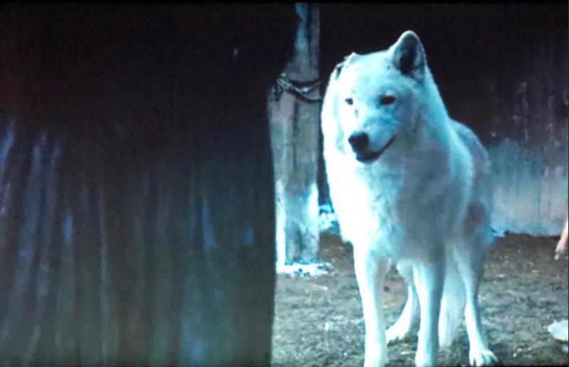 'Game of Thrones mùa 8 tập 6': Fan ấm lòng khi cuối cùng em chó Ghost cũng được yêu thương 'Game of Thrones mùa 8 tập 6': Fan ấm lòng khi cuối cùng em chó Ghost cũng được yêu thương