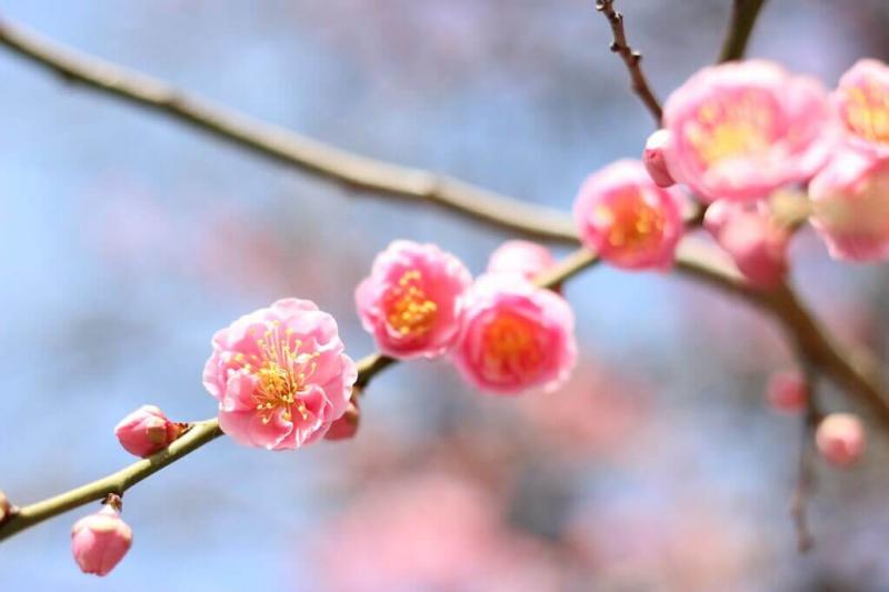Sau mùa hoa anh đào, đi Nhật Bản để ngắm hoa gì? Sau mùa hoa anh đào, đi Nhật Bản để ngắm hoa gì?