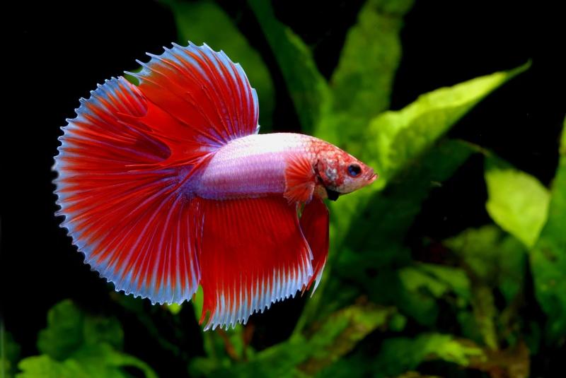 Cá Betta trống: Những ông bố xinh đẹp và đảm đang trong thế giới động vật Cá Betta trống: Những ông bố xinh đẹp và đảm đang trong thế giới động vật