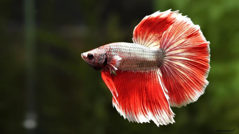 Cá Betta trống: Những ông bố xinh đẹp và đảm đang trong thế giới động vật Cá Betta trống: Những ông bố xinh đẹp và đảm đang trong thế giới động vật