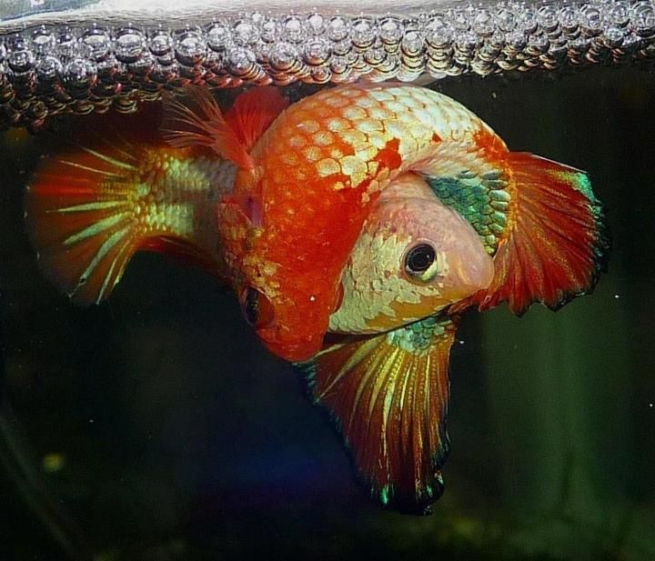 Cá Betta trống: Những ông bố xinh đẹp và đảm đang trong thế giới động vật Cá Betta trống: Những ông bố xinh đẹp và đảm đang trong thế giới động vật