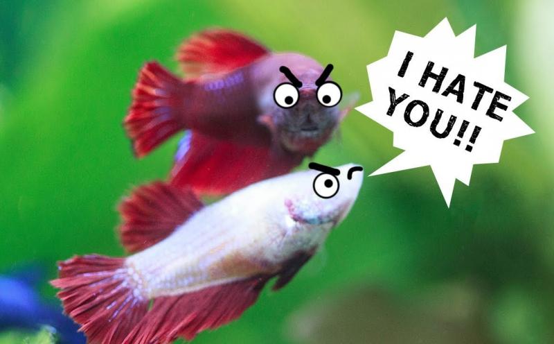 Cá Betta trống: Những ông bố xinh đẹp và đảm đang trong thế giới động vật Cá Betta trống: Những ông bố xinh đẹp và đảm đang trong thế giới động vật