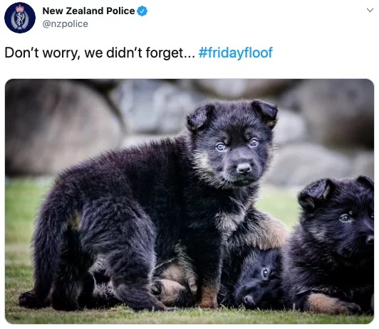 Cảnh sát New Zealand dành thời gian để đăng ảnh... chó lên MXH nhiều hơn là viết bài về tội phạm Cảnh sát New Zealand dành thời gian để đăng ảnh... chó lên MXH nhiều hơn là viết bài về tội phạm