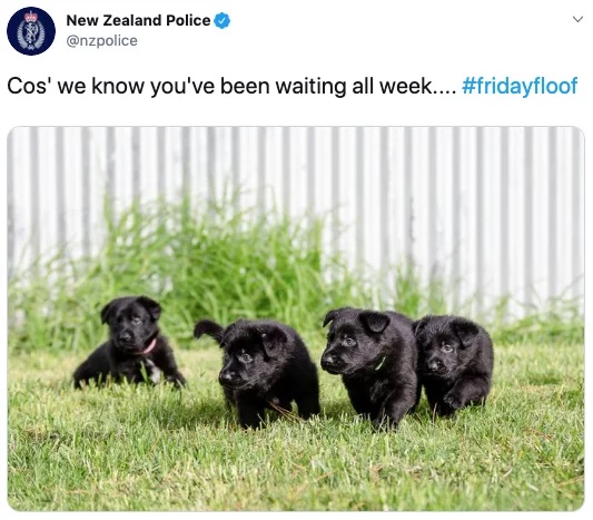 Cảnh sát New Zealand dành thời gian để đăng ảnh... chó lên MXH nhiều hơn là viết bài về tội phạm Cảnh sát New Zealand dành thời gian để đăng ảnh... chó lên MXH nhiều hơn là viết bài về tội phạm