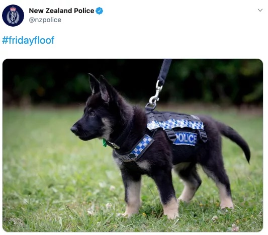Cảnh sát New Zealand dành thời gian để đăng ảnh... chó lên MXH nhiều hơn là viết bài về tội phạm Cảnh sát New Zealand dành thời gian để đăng ảnh... chó lên MXH nhiều hơn là viết bài về tội phạm