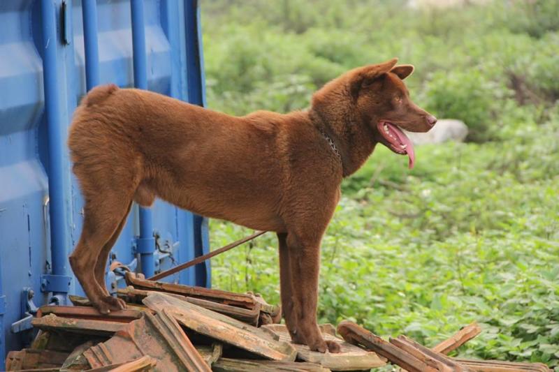 4 giống chó bản địa Việt Nam thông minh lại có khí chất 'quý tộc' nhưng ít người biết 4 giống chó bản địa Việt Nam thông minh lại có khí chất 'quý tộc' nhưng ít người biết