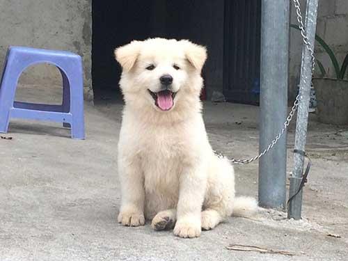 4 giống chó bản địa Việt Nam thông minh lại có khí chất 'quý tộc' nhưng ít người biết 4 giống chó bản địa Việt Nam thông minh lại có khí chất 'quý tộc' nhưng ít người biết