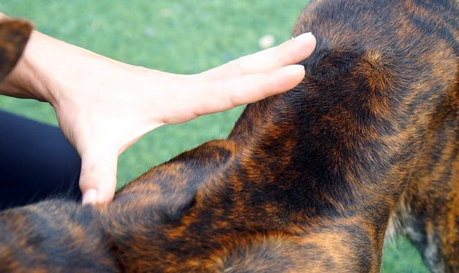 4 giống chó bản địa Việt Nam thông minh lại có khí chất 'quý tộc' nhưng ít người biết 4 giống chó bản địa Việt Nam thông minh lại có khí chất 'quý tộc' nhưng ít người biết