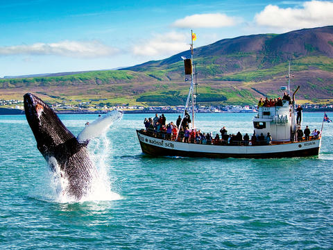 Sau 17 năm, Iceland lần đầu tiên tuyên bố không săn cá voi trong mùa hè Sau 17 năm, Iceland lần đầu tiên tuyên bố không săn cá voi trong mùa hè