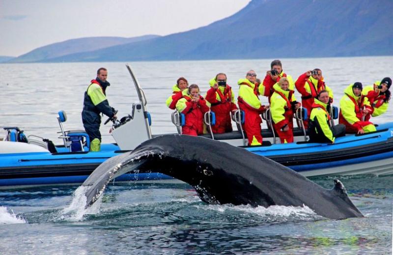 Sau 17 năm, Iceland lần đầu tiên tuyên bố không săn cá voi trong mùa hè Sau 17 năm, Iceland lần đầu tiên tuyên bố không săn cá voi trong mùa hè
