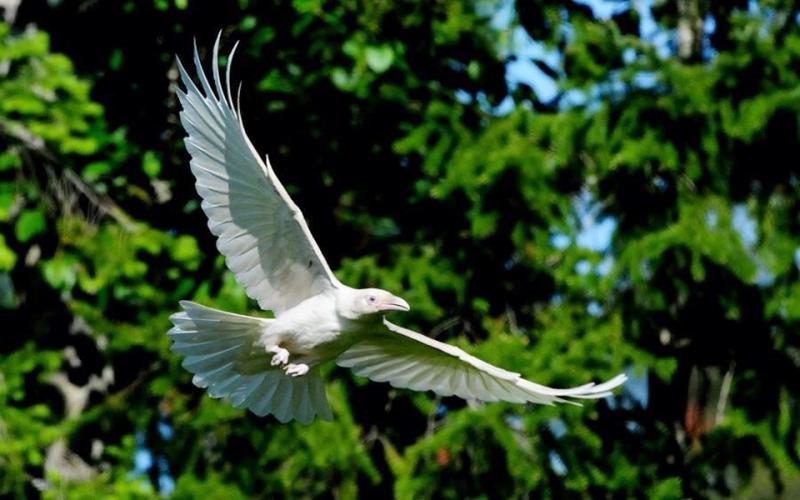 Loài quạ trắng tưởng chỉ có trong thần thoại bất ngờ xuất hiện ở bờ biển Canada Loài quạ trắng tưởng chỉ có trong thần thoại bất ngờ xuất hiện ở bờ biển Canada