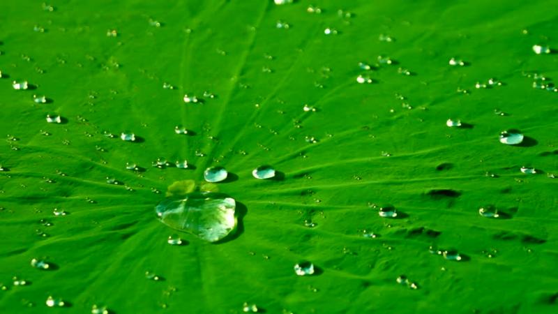 Nắp sữa chua không dính - phát minh nhỏ xíu mà tinh tế của người Nhật Bản Nắp sữa chua không dính - phát minh nhỏ xíu mà tinh tế của người Nhật Bản