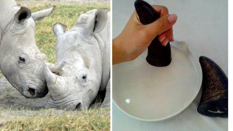 Người Việt Nam tiêu thụ sừng tê giác nhiều nhất thế giới vì 'thích khoe giàu' Người Việt Nam tiêu thụ sừng tê giác nhiều nhất thế giới vì 'thích khoe giàu'