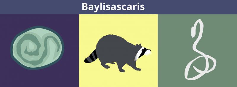 Muốn nuôi Raccoon dễ thương? Hãy nghĩ lại đi vì lũ gấu mèo này rất nguy hiểm! Muốn nuôi Raccoon dễ thương? Hãy nghĩ lại đi vì lũ gấu mèo này rất nguy hiểm!