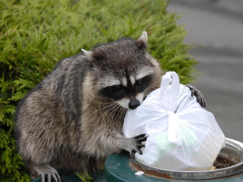Muốn nuôi Raccoon dễ thương? Hãy nghĩ lại đi vì lũ gấu mèo này rất nguy hiểm! Muốn nuôi Raccoon dễ thương? Hãy nghĩ lại đi vì lũ gấu mèo này rất nguy hiểm!